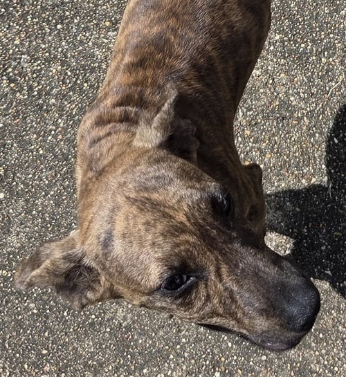 ZCL-D-BRINDLE - Plott Hound / Hound for adoption in Memphis