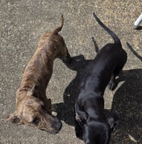 ZCL-D-Brindle - Photo 4