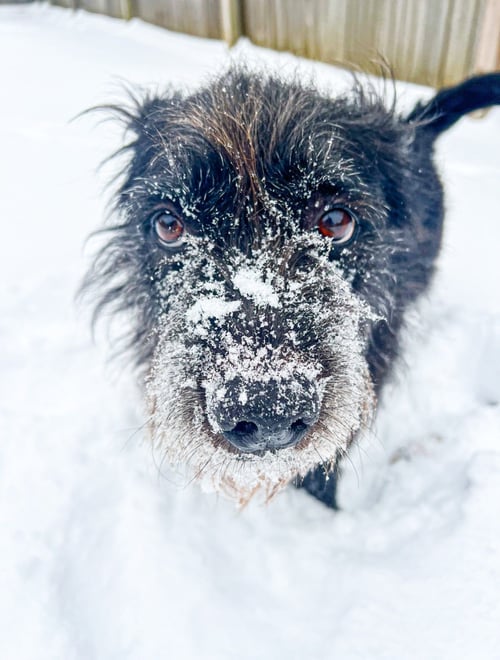 ZCL-D-MOLLIE - Schnauzer / Labrador Retriever available for adoption
