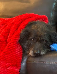 ZCL-D-Mollie - Photo 1