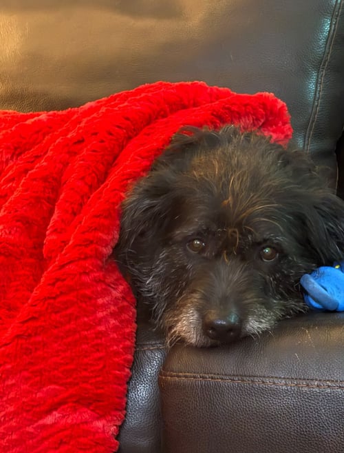 ZCL-D-MOLLIE - Schnauzer / Labrador Retriever for adoption in Memphis