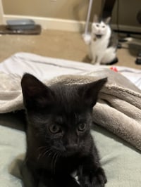 Cocoa - Photo 2