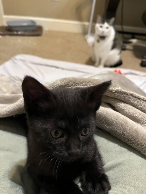 COCOA - Domestic Short Hair available for adoption
