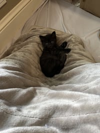 Cocoa - Photo 3