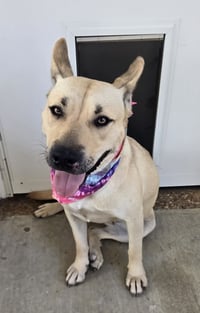 ZCL-D-Luna - Photo 2