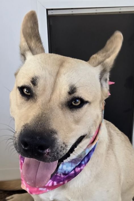 ZCL-D-LUNA - German Shepherd Dog / Carolina Dog for adoption in Memphis
