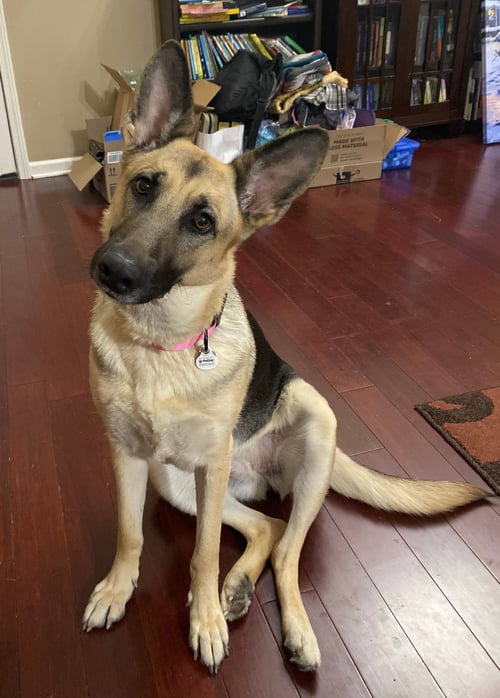 ZCL-D-ANGEL - German Shepherd Dog available for adoption