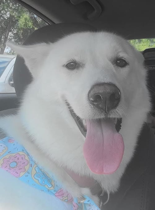 ZCL-D-GHOST - Husky / German Shepherd Dog available for adoption