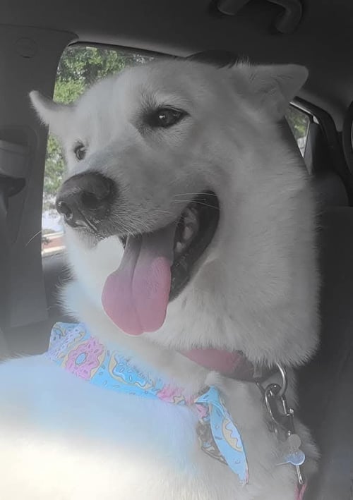ZCL-D-GHOST - Husky / German Shepherd Dog for adoption in Memphis