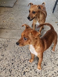 ZCL-D-Dachshund Chihuahua mix - Photo 4