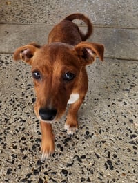 ZCL-D-Dachshund Chihuahua mix - Photo 3