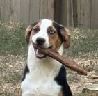 ZCL-D-XOCHITA (FLOWER) - Mountain Dog / Treeing Walker Coonhound for adoption in Memphis