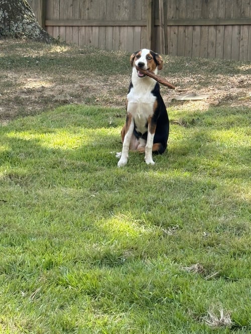 ZCL-D-XOCHITA (FLOWER) - Mountain Dog / Treeing Walker Coonhound available for adoption