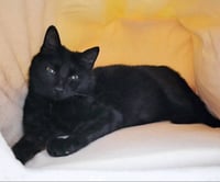 Mama Indigo - Photo 9