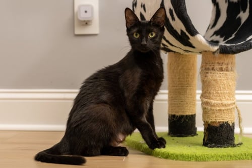 MAMA INDIGO - Bombay / Domestic Short Hair available for adoption