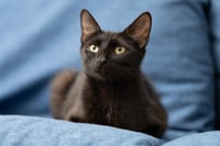 Mama Indigo - Photo 5