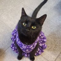 Mama Indigo - Photo 6
