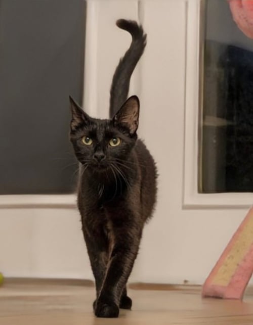 MAMA INDIGO - Bombay / Domestic Short Hair available for adoption