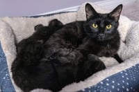 Mama Indigo - Photo 8