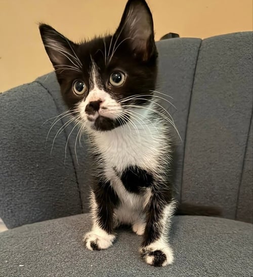 COTTON TAIL - Tuxedo available for adoption
