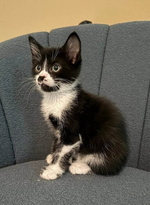 COTTON TAIL - Tuxedo available for adoption