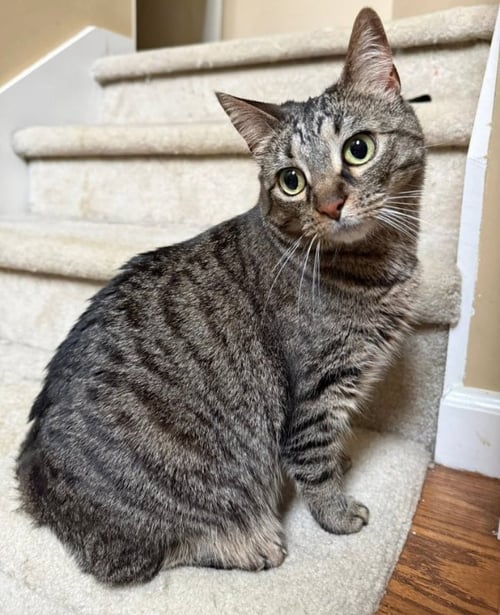 ROSIE - Tabby for adoption in Knoxville