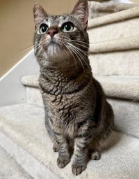 Rosie - Photo 4