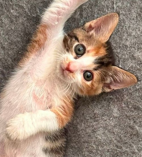 RUBY - Calico available for adoption