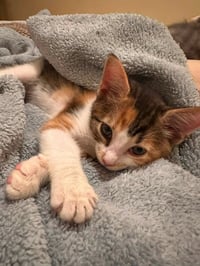 Ruby - Photo 3