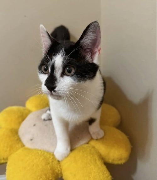 FLOWER - Domestic Short Hair available for adoption