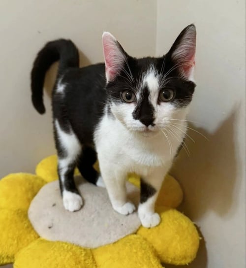 FLOWER - Domestic Short Hair available for adoption