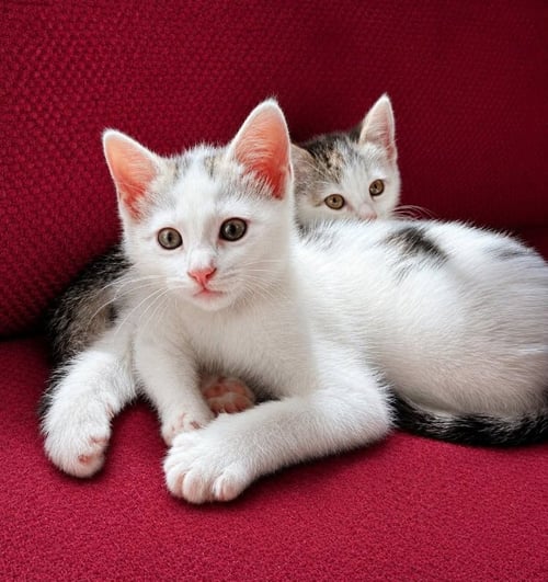 BUTLER - Domestic Short Hair available for adoption