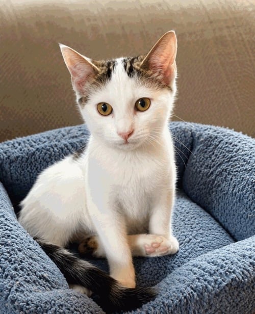 BUTLER - Domestic Short Hair available for adoption