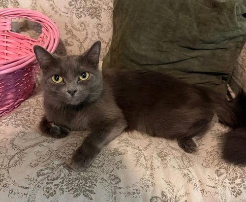 MARDI GRAS - Russian Blue available for adoption