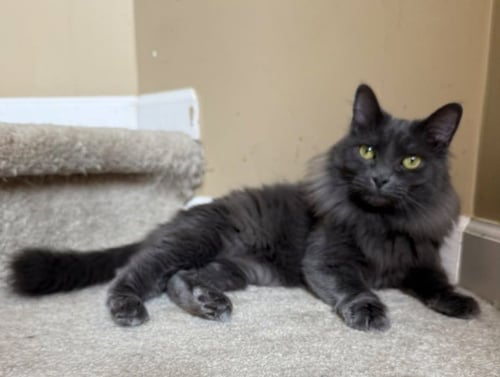MARDI GRAS - Russian Blue available for adoption