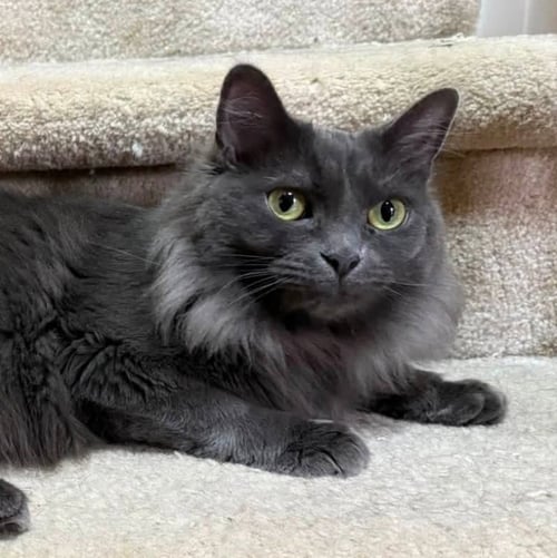MARDI GRAS - Russian Blue available for adoption