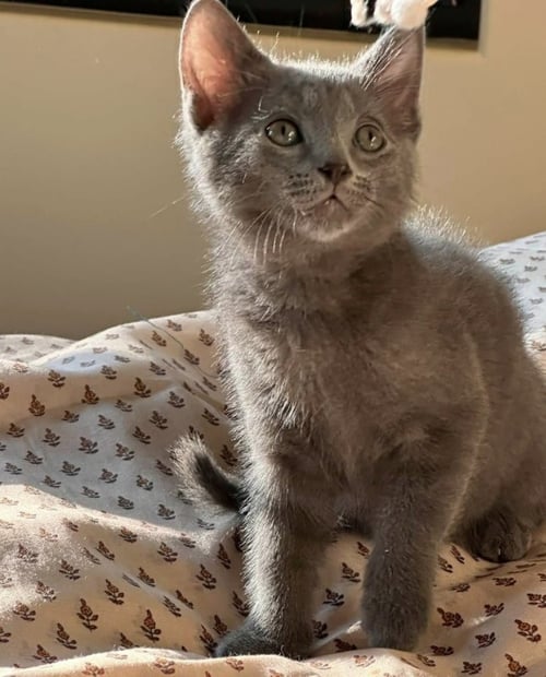 SMOKY - Russian Blue available for adoption