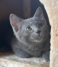 Smoky - Photo 2