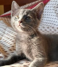 Smoky - Photo 3
