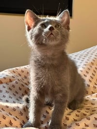 Smoky - Photo 4