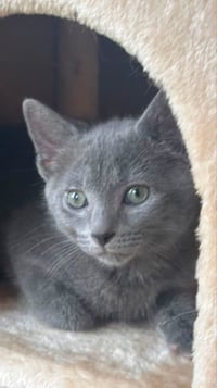 Smoky - Photo 5