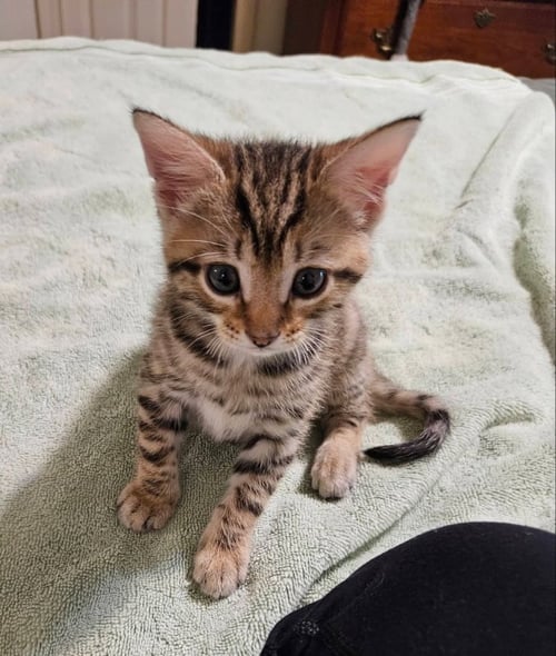 BILLY - Tabby available for adoption