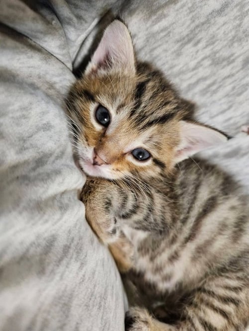 BILLY - Tabby available for adoption