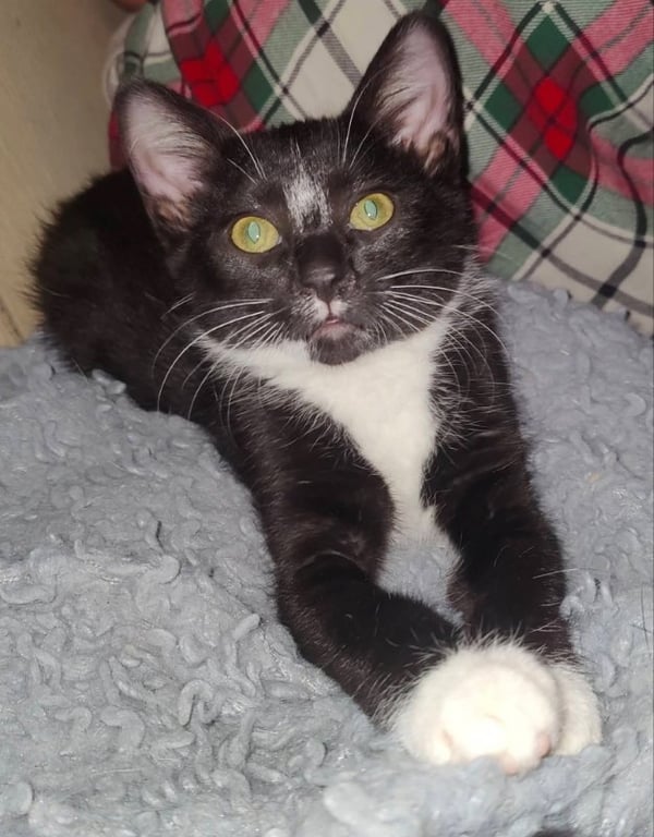 Tuxee Bear Image