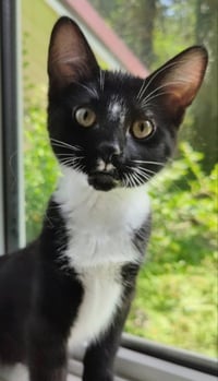 Tuxee Bear - Photo 4