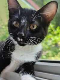 Tuxee Bear - Photo 5