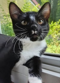 Tuxee Bear - Photo 3