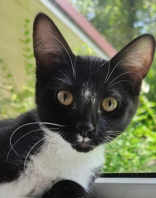 TUXEE BEAR - Tuxedo available for adoption