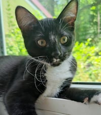 Tuxee Bear - Photo 2