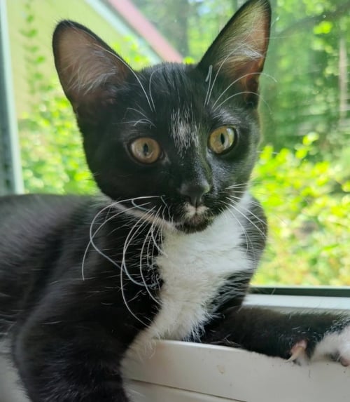 TUXEE BEAR - Tuxedo available for adoption